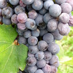 Vino Italiano Wine Kit - Nebbiolo Grape