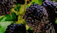 Black Raspberry Wine with Black Jewel Raspberries