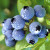 Divine Blueberry Wine Recipe